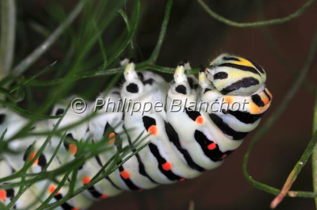 papilio hospiton chenille 3.JPG - Papilio hospiton (chenille)Porte queue de CorseCorsican Swallowtail butterflyLepidoptera, PapilionidaeEspèce protégée, France